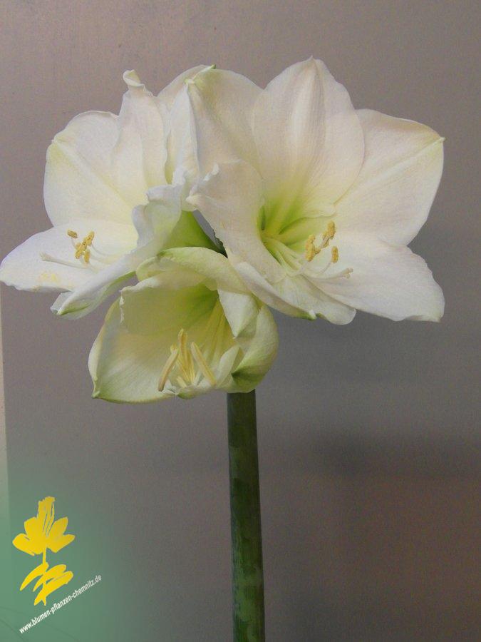 Amaryllis - Hippeastrum 